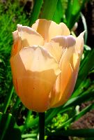 cliquez ici pour voir l'image (DSC06319_32.jpg)