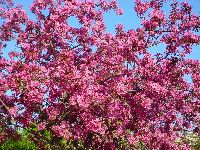 cliquez ici pour voir l'image (DSC06320_32.jpg)