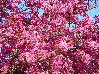 cliquez ici pour voir l'image (DSC06321_32.jpg)