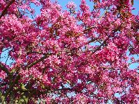 cliquez ici pour voir l'image (DSC06322_32.jpg)