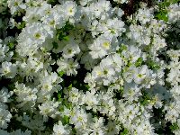 cliquez ici pour voir l'image (DSC06323_32.jpg)