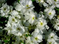 cliquez ici pour voir l'image (DSC06324_32.jpg)