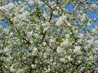 cliquez ici pour voir l'image (DSC06325_32.jpg)