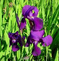 cliquez ici pour voir l'image (DSC06326_32.jpg)