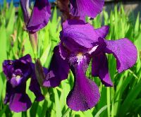 cliquez ici pour voir l'image (DSC06327_32.jpg)