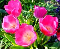 cliquez ici pour voir l'image (DSC06329_32.jpg)