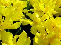 cliquez ici pour voir l'image (DSC06347_32.jpg)