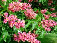 cliquez ici pour voir l'image (DSC06417_32.jpg)