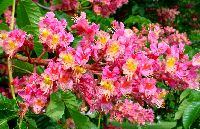 cliquez ici pour voir l'image (DSC06418_32.jpg)