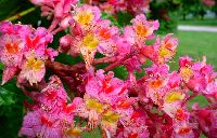 cliquez ici pour voir l'image (DSC06419_32.jpg)