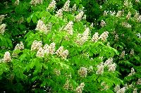 cliquez ici pour voir l'image (DSC06420_32.jpg)