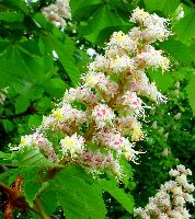 cliquez ici pour voir l'image (DSC06421_32.jpg)