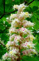 cliquez ici pour voir l'image (DSC06422_32.jpg)