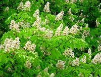 cliquez ici pour voir l'image (DSC06423_32.jpg)