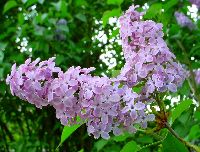 cliquez ici pour voir l'image (DSC06425_32.jpg)