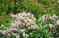 cliquez ici pour voir l'image (DSC06426_32.jpg)