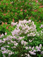 cliquez ici pour voir l'image (DSC06427_32.jpg)