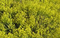 cliquez ici pour voir l'image (fleurs1.jpg)