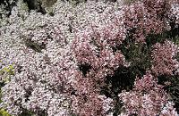 cliquez ici pour voir l'image (fleurs.jpg)