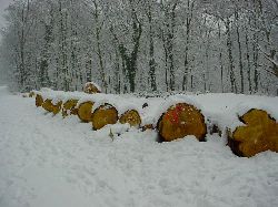 cliquez ici pour voir l'image (DSC03970.JPG)