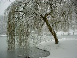 cliquez ici pour voir l'image (DSC03975.JPG)