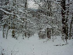 cliquez ici pour voir l'image (DSC03999.JPG)