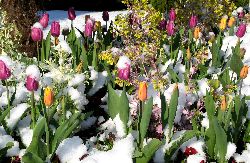 cliquez ici pour voir l'image (IMG_0608.jpg)