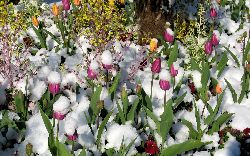 cliquez ici pour voir l'image (IMG_0609.jpg)