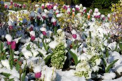 cliquez ici pour voir l'image (IMG_0610.jpg)