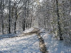 cliquez ici pour voir l'image (IMG_0611.jpg)