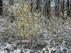 cliquez ici pour voir l'image (IMG_0613.jpg)