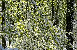 cliquez ici pour voir l'image (IMG_0615.jpg)