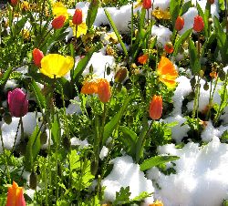 cliquez ici pour voir l'image (IMG_0633.jpg)