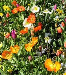 cliquez ici pour voir l'image (IMG_0636.jpg)