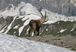 cliquez ici pour voir l'image (Bouquetin1.jpg)