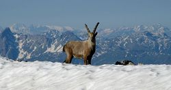 cliquez ici pour voir l'image (Bouquetin2.jpg)